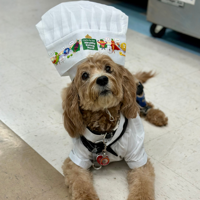 Service dog Mozart in a chef's coat and hat