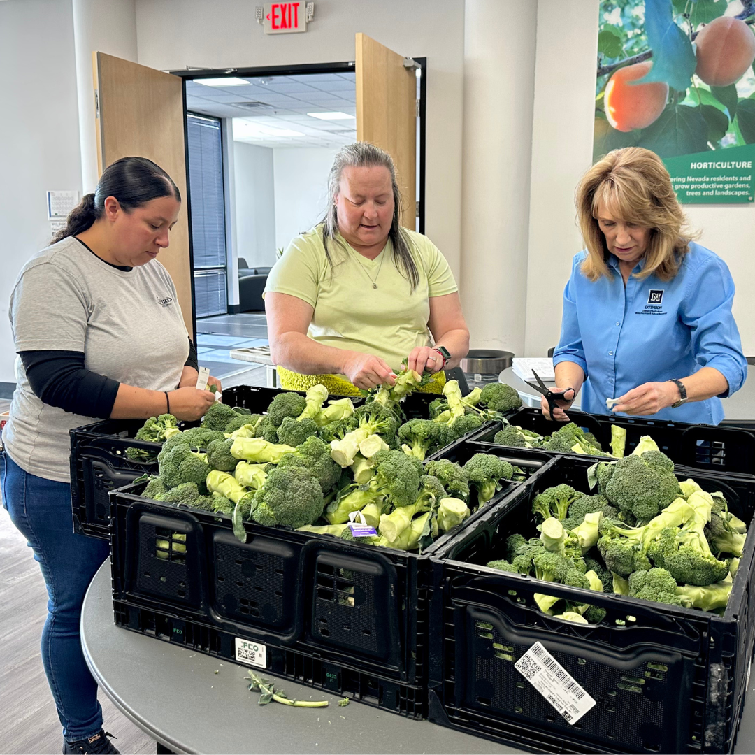 Three females prep broccoli to be placed in bags